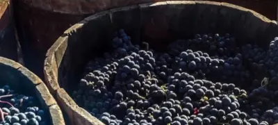 Cabernet